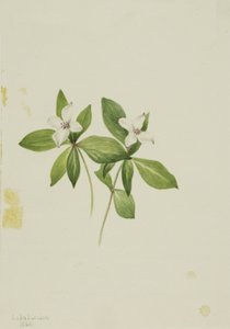 Bunchberry Cornus canadensis, 1902