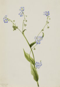 Bur-forget-me-not Lappula Diffusa
