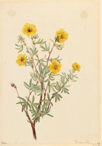 Bush Cinquefoil Potentilla fruticosa, 1917