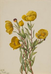 Bushpoppy by Mary Vaux Walcott