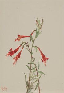 California Fuschia by Mary Vaux Walcott