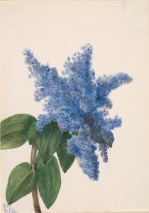 California Lilac Ceanothus thyrsiflorus by Mary Vaux Walcott