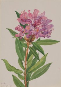 California Rose-Bay Rhododendron californicum by Mary Vaux Walcott