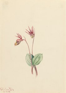 Calypso Cytherea bulbosa