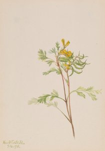 Capnoides Aureum by Mary Vaux Walcott