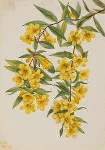 Carolina Jessamine by Mary Vaux Walcott