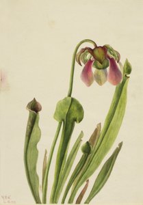 Catesby Pitcherplant (Sarracenia catesaei)