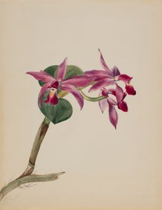 Cattlaya superbus, 1881 by Mary Vaux Walcott