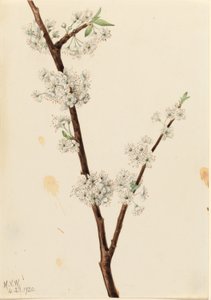 Chickasaw Plum
