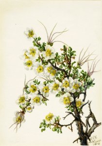 Cliffrose Cowania stanshuriana by Mary Vaux Walcott