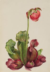 Common Pitcherplant Sarracenia purpurea venosa, 1931