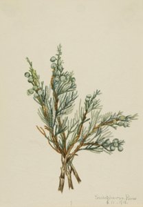 Creeping Juniper Juniperus horizontalis