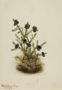 Crowberry Empetrum nigrum