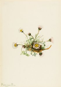 Cut-Leaf Fleabane