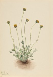 Cut Leaf Fleabane Erigeron Compositus Nudus by Mary Vaux Walcott