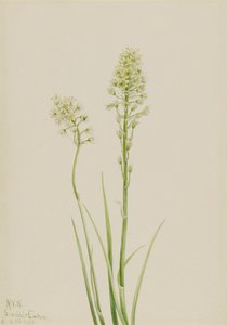 Death Camas Zygadenus Venenosus, 1923 by Mary Vaux Walcott