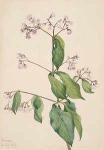 Dogbane Apocynum Androsaemifolium by Mary Vaux Walcott