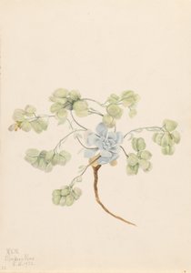 Double Bladderpod