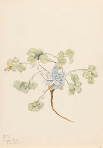 Double Bladderpod Physaria didymocarpa by Mary Vaux Walcott