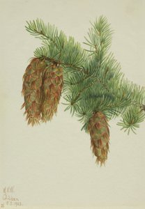Douglas Fir by Mary Vaux Walcott