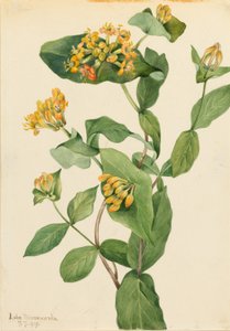 Douglas Honeysuckle