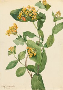 Douglas Honeysuckle Lonicera glaucescens