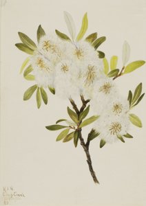 Drummond Willow Salix drummondiana by Mary Vaux Walcott