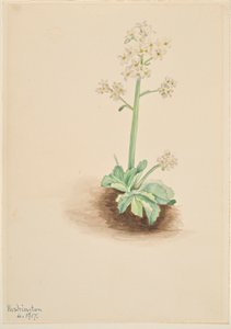 Early Saxifrage by Mary Vaux Walcott