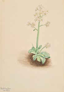 Early Saxifrage Saxifraga virginiensis by Mary Vaux Walcott