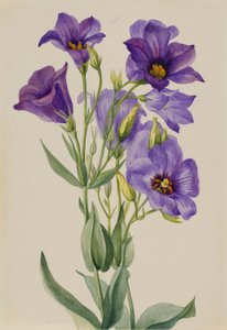 Eustoma russelianum by Mary Vaux Walcott