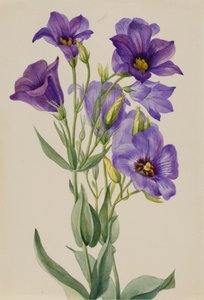 Eustoma russelianum, ca. early 1930s by Mary Vaux Walcott