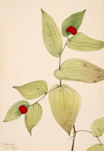 Fairy-Bells