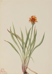 False Dandelion Agoseris aurantiaca by Mary Vaux Walcott