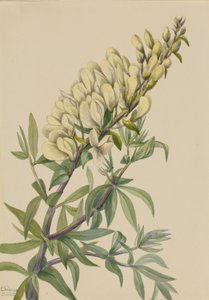 False Indigo Baptista bructeata by Mary Vaux Walcott