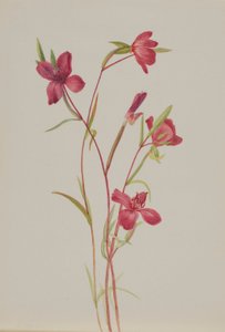 Farewell to Spring (Godetia amoena lilja) by Mary Vaux Walcott