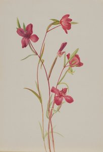 Farewell to Spring Godetia Amoena Lilja by Mary Vaux Walcott
