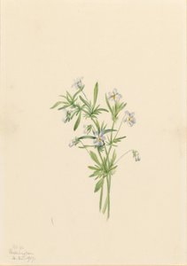 Field Violet