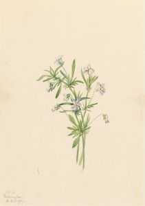 Field Violet Viola rafinesquii, 1919