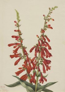 Fire Pentstemon Pentstemon eatonii, 1927 by Mary Vaux Walcott