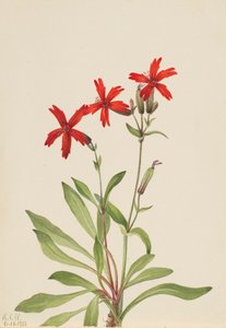 Fire Pink Silene virginica, 1932 by Mary Vaux Walcott