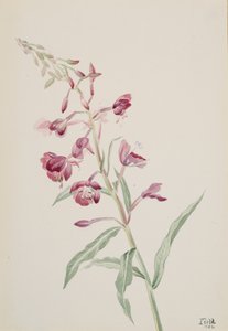 Fireweed Epilobium angustifolium, 1902 by Mary Vaux Walcott
