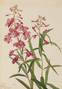 Fireweed
