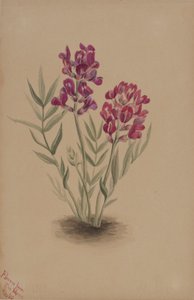Flowers from the Mesa by Mary Vaux Walcott