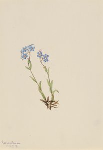 Forget-Me-Not by Mary Vaux Walcott
