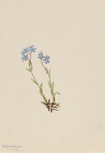 Forget-Me-Not Myosotis alpestris, 1907 by Mary Vaux Walcott