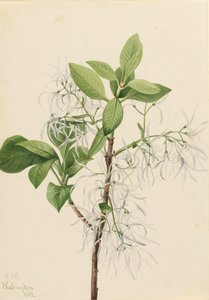 Fringe Tree Chionanthus virginica