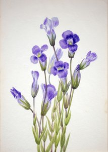 Fringed Gentian, 1933