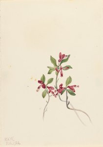 Fringed Polygala (Polygala paucifolia) by Mary Vaux Walcott