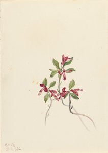 Fringed Polygala Polygala paucifolia by Mary Vaux Walcott