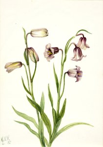 Fritillary Fritillaria biflora, 1935 by Mary Vaux Walcott